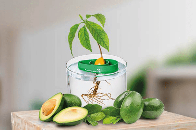 avoseedo grow kit