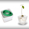 grow your own avocado from seed