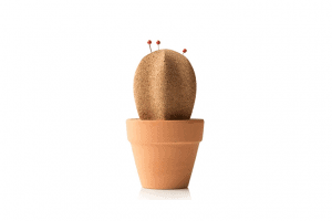 Kantoor Cactus Van Kurk