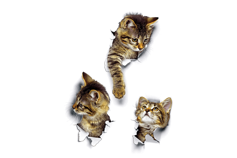 3d kittens