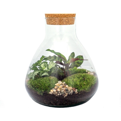 Ecosysteem plant - Planten terrarium in fles - ↑ 27 cm - Ø 23 cm - Sammie - Plant in glas - Flessentuin