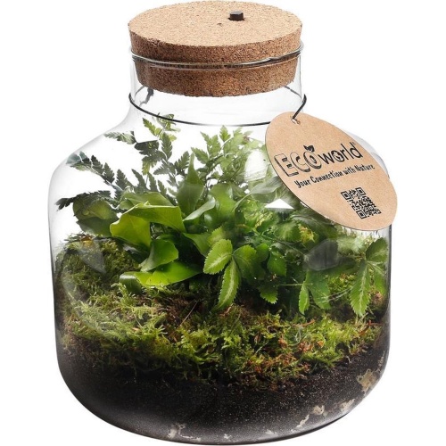 Ecoworld Jungle Biosphere - Plant terrarium - LED verlichting - 3 Varen Planten - Basic Glas - Ø 22 cm - Hoogte 23 cm