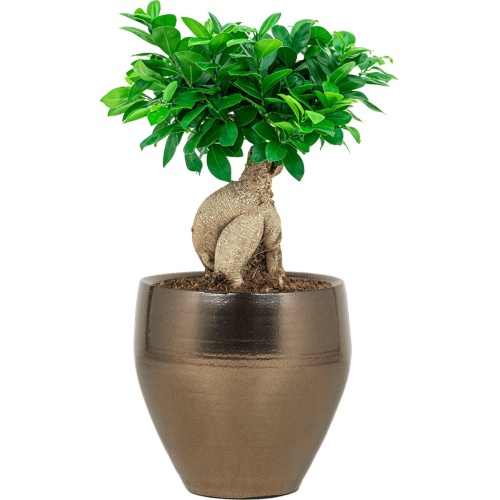 Ficus Bonsai Compacta in Amora Couple goud | Bonsai