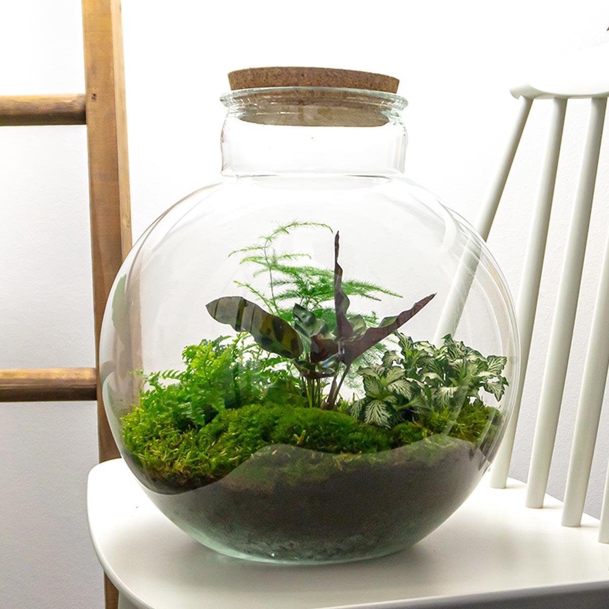 Terrarium - Bolder Bob - ↑ 30 cm - Ecosysteem plant - Mini ecosysteem plant - Planten in fles - Kamerplanten - DIY planten terrarium - Mini ecosysteem