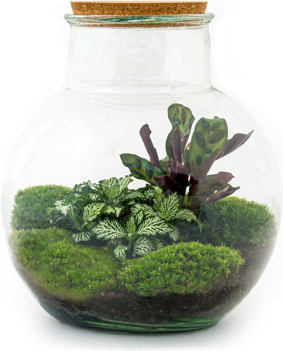 Terrarium - Teddy - ↑ 26,5 cm - Ecosysteem plant - Kamerplanten - DIY planten terrarium - Mini ecosysteem