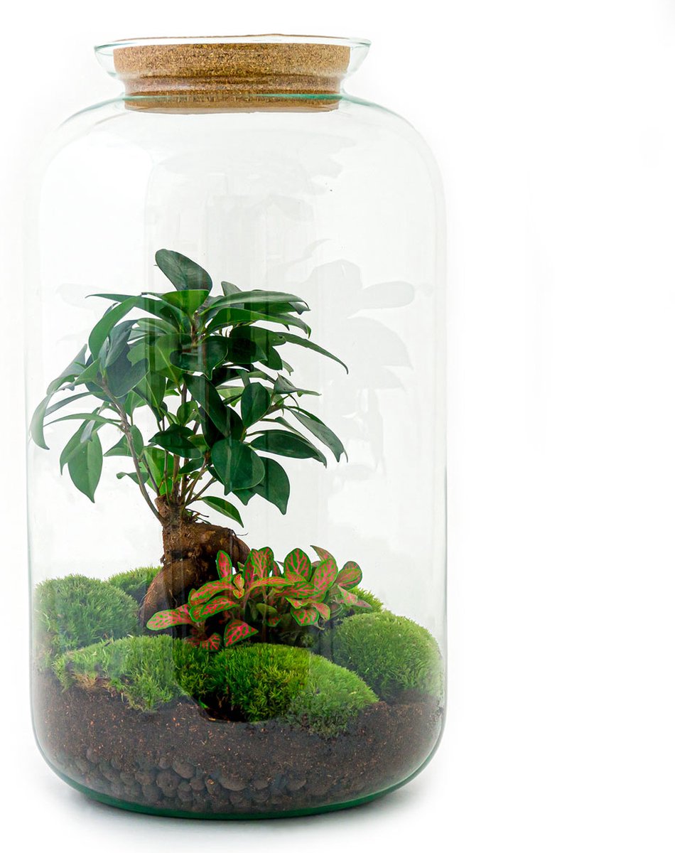 Terrarium - Sven bonsai - ↑ 43 cm - Ecosysteem plant - Kamerplanten - DIY planten terrarium - Mini ecosysteem