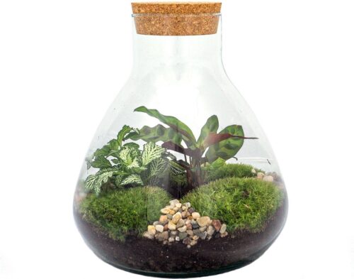 Terrarium - Sammie - ↑ 26 cm - Ecosysteem plant - Kamerplanten - DIY planten terrarium - Mini ecosysteem