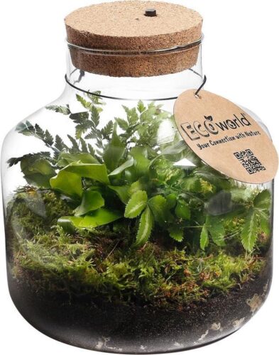 vdvelde.com - Ecosysteem plant met lamp - Ecoworld Jungle Biosphere - Plant terrarium - 3 Varen Planten - Basic Glas - ⌀ 22 cm - Hoogte 23 cm